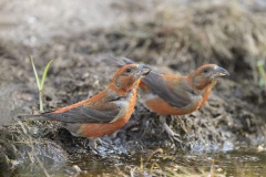 Kruisbek; Red Crossbill; Loxia curvirostra