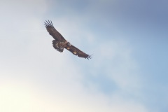 Lammergier; Bearded Vulture; Gypaetus Barbatus