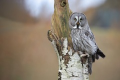Laplanduil; Great Grey Owl; Strix nebulosa