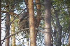 Laplanduil; Great Grey Owl; Strix nebulosa