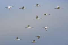 Lepelaar; Eurasian Spoonbill; Platalea leucorodia