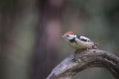 Middelste Bonte Specht; Middle Spotted Woodpecker; Dendrocoptes medius