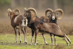 Moeflon; Mouflon; Ovis Orientalis Musimon