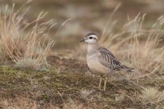 Morinelplevier; Eurasian Dotterel; Charadrius Morinellus