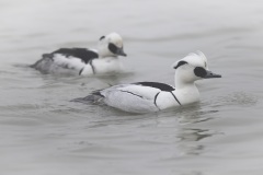 Nonnetje; Smew; Mergullus albellus