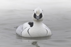 Nonnetje; Smew; Mergullus albellus