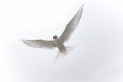 Noordse Stern; Arctic Tern; Sterna Paradisaea