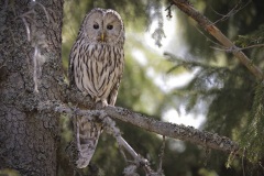 Oeraluil; Ural Owl; Strix uralensis