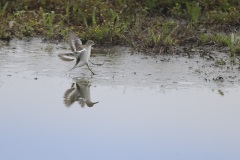 Oeverloper; Common Sandpiper; Actitis hypoleucos