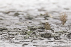 Oeverpieper; European Rock Pipit; Anthus petrosus