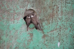 Oeverzwaluw; Sand Martin; Riparia Riparia