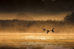 Opvliegende Krakeenden bij Zonsopkomst; Gadwalls do fly up at the golden hour at sunrise; Mareca strepera