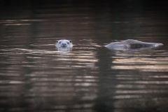 Otter; Eurasian Otter; Lutra Lutra