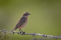 Paapje; Whinchat; Saxicola rubetra