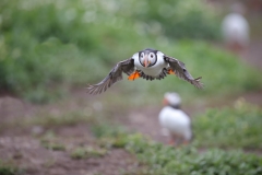 Papegaaiduiker; Atlantic Puffin; Fratercula Arctica