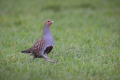 Patrijs; Partridge; Perdix perdix