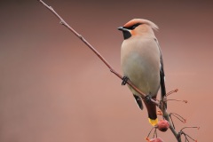 Pestvogel; Bohemian Waxwing; Bombycilla Garrulus