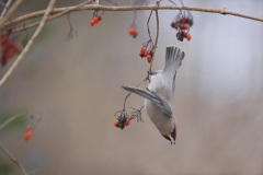 Pestvogel; Bohemian Waxwing; Bombycilla garrulus