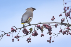 Pestvogel; Bohemian Waxwing; Bombycilla garrulus