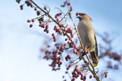 Pestvogel; Bohemian Waxwing; Bombycilla garrulus