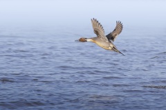 Pijlstaart; Northern Pintail; Anas acuta