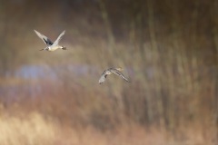 Pijlstaarteend; Northern Pintail; Anas acuta