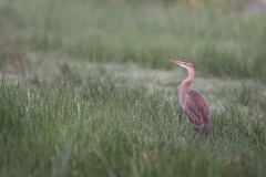 Purperreiger; Purple Heron; Ardea purpurea