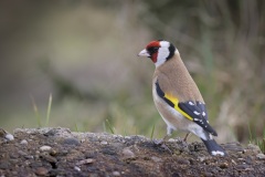 Putter; European Goldfinch; Carduelis carduelis
