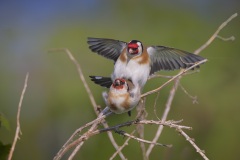 Putter; European Goldfinch; Carduelis carduelis