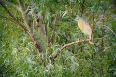 Ralreiger; Squacco Heron; Ardeola Ralloides