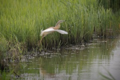 Ralreiger; Squacco Heron; Ardeola Ralloides