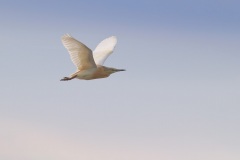 Ralreiger; Squacco Heron; Ardeola Ralloides