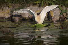 Ralreiger; Squacco Heron; Ardeola ralloides