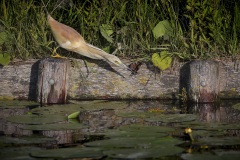 Ralreiger; Squacco Heron; Ardeola ralloides