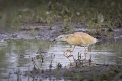 Ralreiger; Squacco Heron; Ardeola ralloides