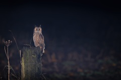 Ransuil; Long-eared Owl; Asio Otus