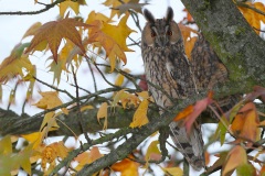 Ransuil; Long-eared Owl; Asio Otus