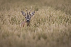 Ree; Roe Deer; Capreolus capreolus