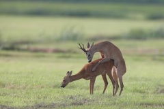 Ree; Roe Deer; Capreolus Capreolus