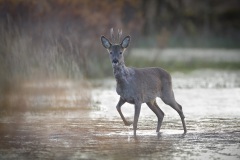 Ree; Roe Deer; Capreolus Capreolus