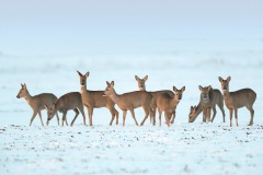 Ree; Roe Deer; Capreolus Capreolus