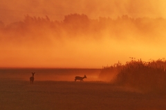 Ree; Roe Deer; Capreolus Capreolus