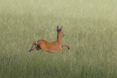 Ree; Roe Deer; Capreolus capreolus