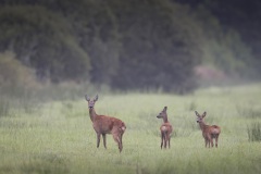 Ree; Roe Deer; Capreolus capreolus