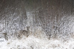 Ree; Roe Deer; Capreolus capreolus