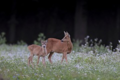Ree; Roe Deer; Capreolus capreolus
