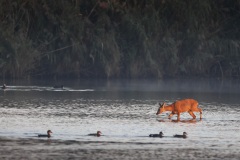 Ree; Roe Deer; Capreolus capreolus