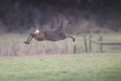 Ree; Roe deer; Capreolus Capreolus