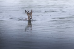 Ree; Roe deer; Capreolus capreolus
