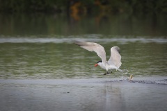 Reuzenstern; Caspian Tern; Hydroprogna caspia